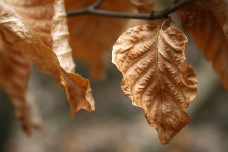 The golden time of the yearの写真素材