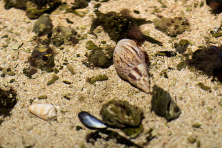 Sea shells on the ground of an aquarium