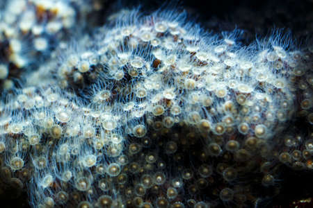 Colorful submerged plants in the Sea Life Aquarium in Munichの写真素材