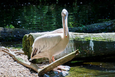 Pelican in the Munich zoo (Tierpark Hellabrunn)の写真素材