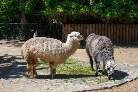 Alpacas in the Munich zoo (Tierpark Hellabrunn)の写真素材