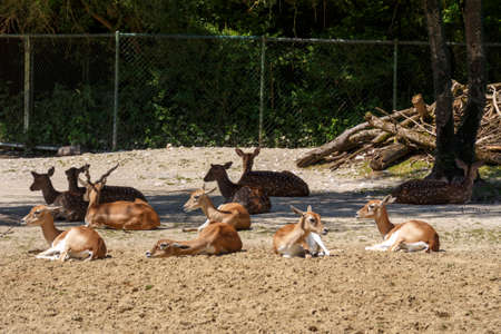 Fallow deers and chitals in the Munich zoo (Tierpark Hellabrunn)の写真素材