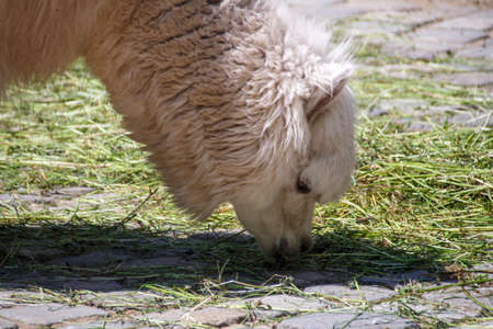 Alpaca in the Munich zoo (Tierpark Hellabrunn)の写真素材