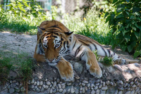 Siberian tiger in the Munich zoo (Tierpark Hellabrunn)