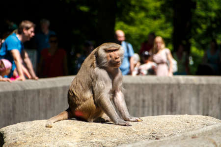 Hamadryas baboon in the Munich zoo (Tierpark Hellabrunn) with unidentified people in the background