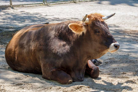 Murnau-Werdenfels Cattle in the Munich zoo (Tierpark Hellabrunn)の写真素材