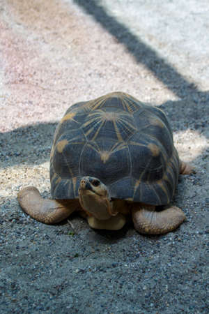 Turtle  in the Munich zoo (Tierpark Hellabrunn)