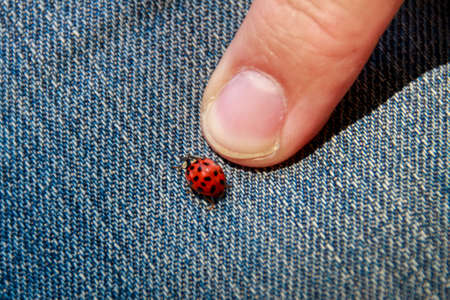 Ladybird beetle on a jeans with fingersの写真素材