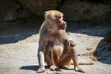 Hamadryas baboon in the Munich zoo (Tierpark Hellabrunn)の写真素材