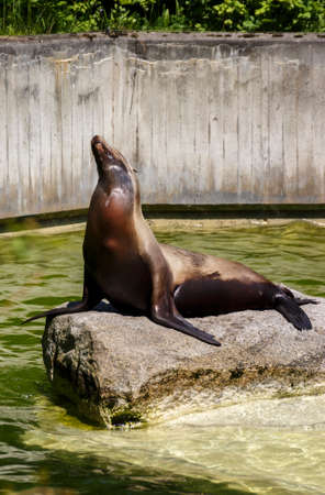 South american sea lion in the Munich zoo (Tierpark Hellabrunn)の写真素材