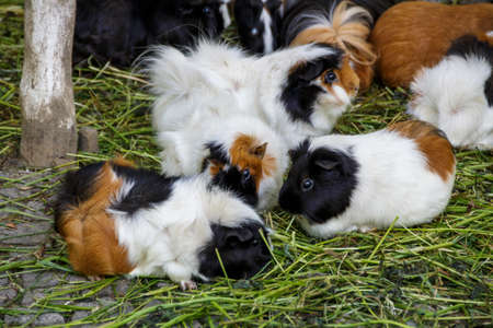 Guinea pigs in the Munich zoo (Tierpark Hellabrunn)