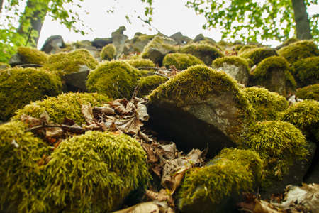 Stones covered with moss in a forest near Roemhild in Germanyの写真素材