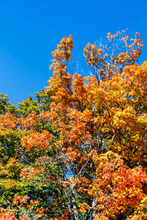Colorful maple leaf tree during Indian Summer in Bar Harbor (Maine, USA)