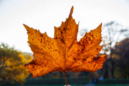 Holding a large maple leaf in the air during autumn seasonの写真素材