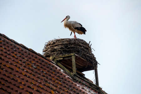 White stork in their natural environment with nests on roofs in Ruehstaedt, the European Stork Village, located in Brandenburg, Germanyの写真素材