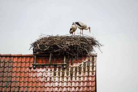 White stork in their natural environment with nests on roofs in Ruehstaedt, the European Stork...