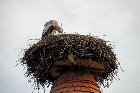 White stork in their natural environment with nests on roofs in Ruehstaedt, the European Stork...