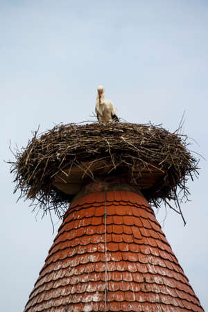 White stork in their natural environment with nests on roofs in Ruehstaedt, the European Stork Village, located in Brandenburg, Germanyの写真素材