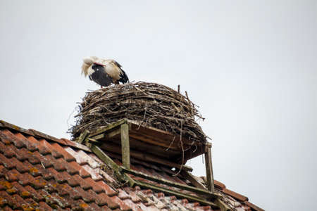 White stork in their natural environment with nests on roofs in Ruehstaedt, the European Stork Village, located in Brandenburg, Germanyの写真素材