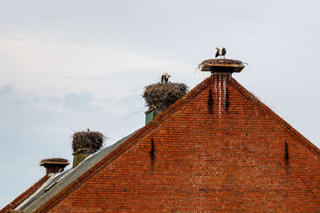 Stork' nests on a the building's roof in Ruehstaedt with multiple storks standing in their nestsの写真素材