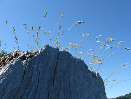 beach stump with vegetationの写真素材