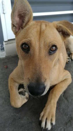 Brown dog looking at camera