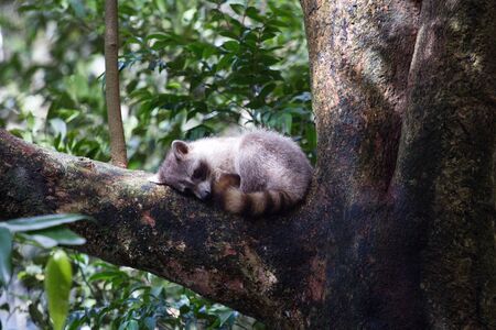 Racoon sleeping on a branchの写真素材