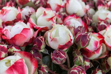 read and white roses arrangementの写真素材