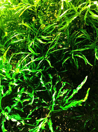 Close up of green leavesの素材