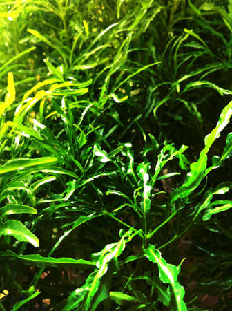 Close up of green leavesの素材