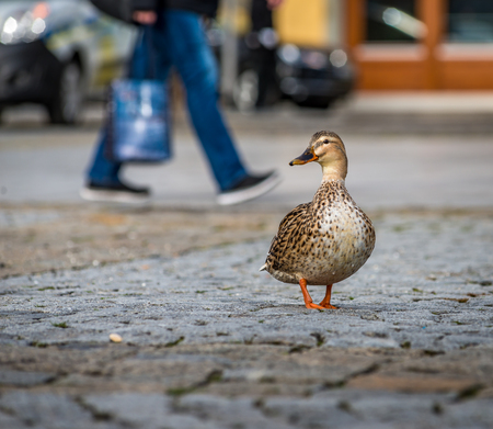 A cute duck with a guy carrying shopping bags in the backgroundの写真素材