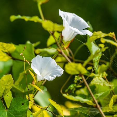 The green and white are the colors of the springの写真素材