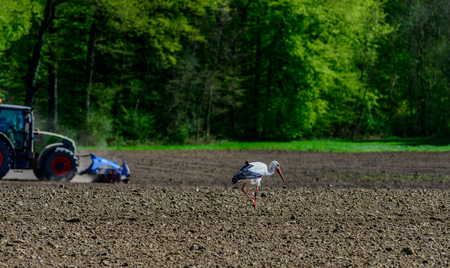 storks are classic sample of bird living in agriculture environmentの写真素材