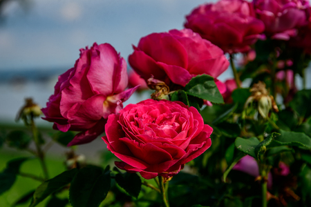 In Summer there are a lot of fowers an intense vegetation around lake constanceの写真素材