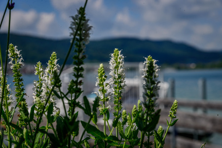 In Spring ther are heaps of flowers and trees around lake constanceの写真素材