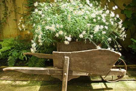 An old wheel barrow in a classic glass  setting