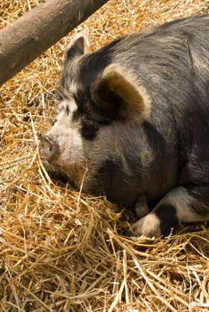 A large pig dozes in the summer sunの写真素材