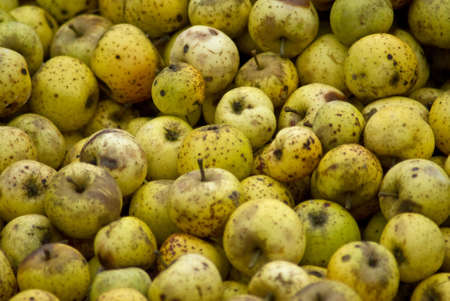 A huge pile of apples await pressing into cider in rural Franceの写真素材