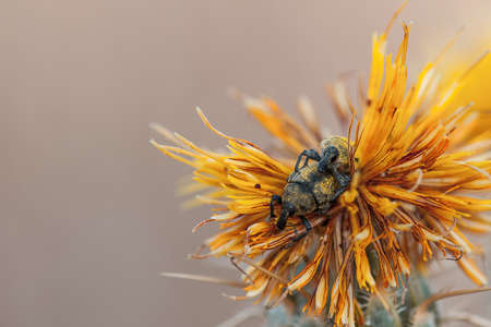 Loving weevilsの写真素材