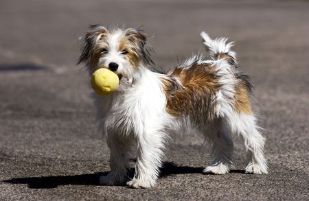DOMESTIC DOG                               
