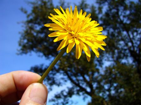 MANO CON FIORE IN CAMPAGNAの写真素材