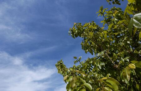Spring blue sky with white clouds                               の写真素材