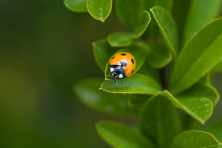 ledybird on the plant