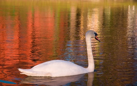 swan in the lakeの写真素材