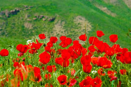 red poppies on a background of mountainsの写真素材