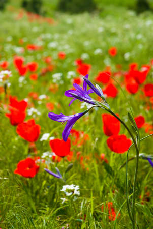 blue wild flower on a background of poppiesの写真素材
