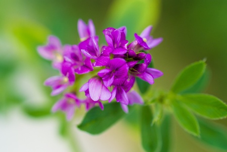 lilac makro flowerの写真素材