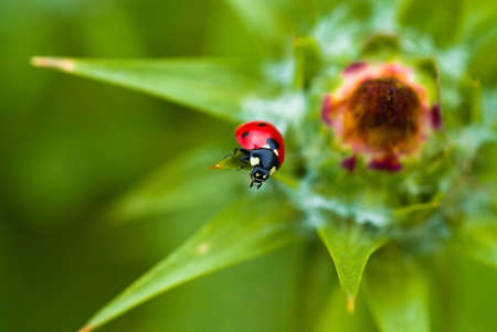 ledybird on the plantの写真素材
