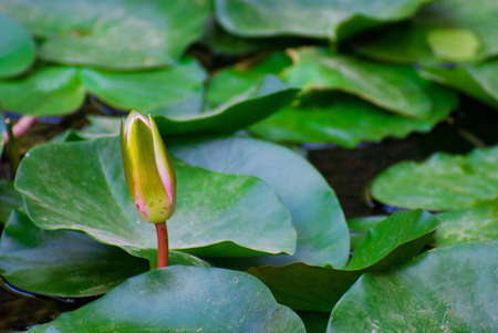 details of water lilyの写真素材