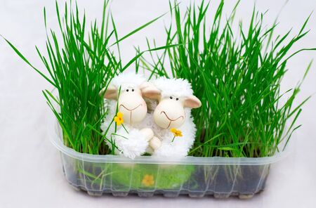 easter decoration with two lambの写真素材